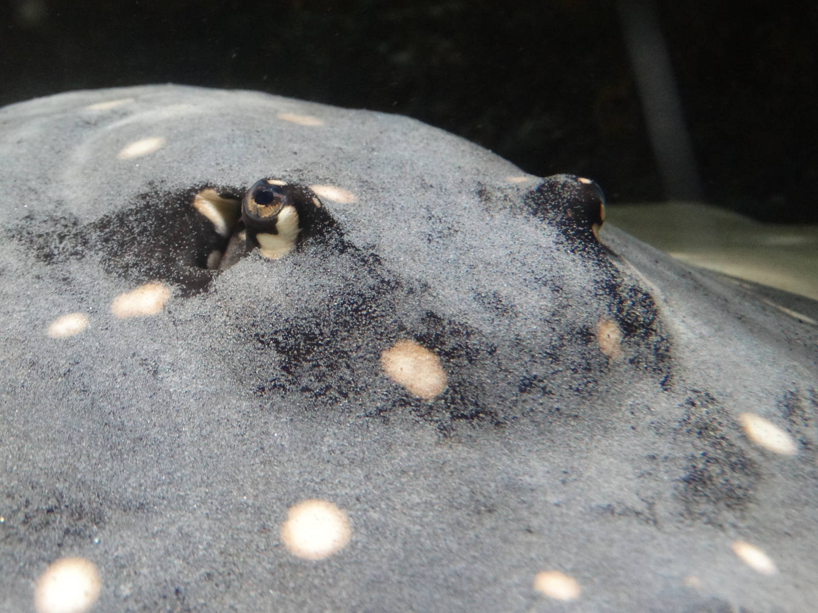 Nov. 2015 - Dangerous and Deadly - White-blotched River Ray