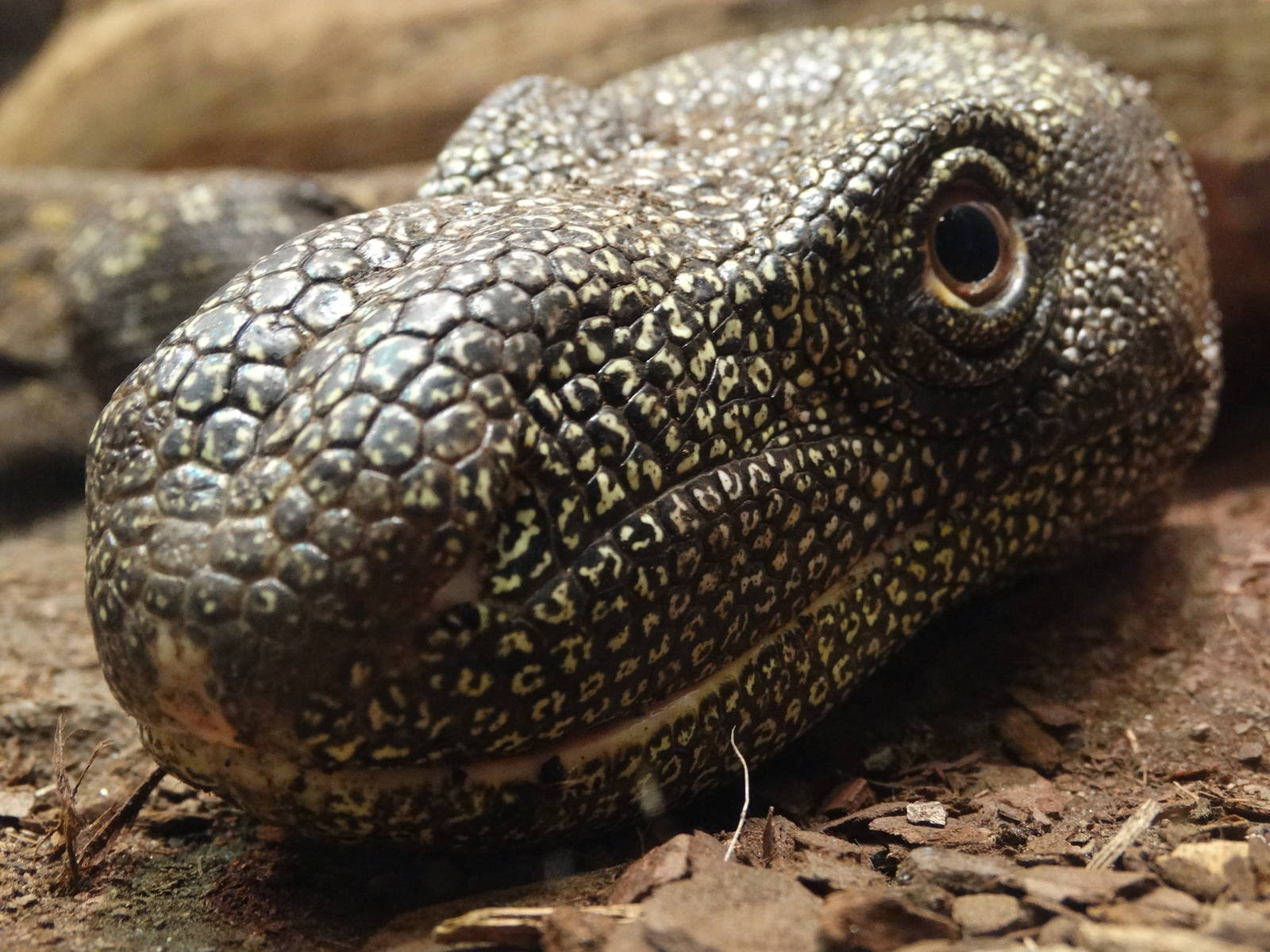 Nov. 2015 - Dragons! - Crocodile Monitor