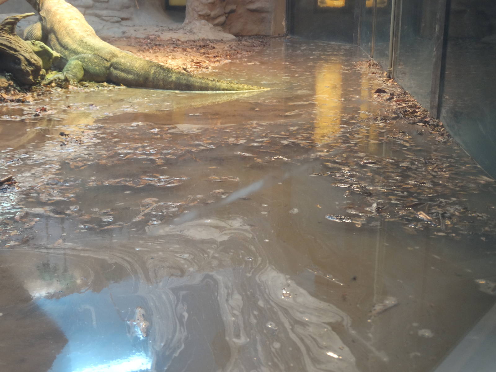 Nov. 2015 - Dragons! - Flooding in the Komodo Dragon Exhibit