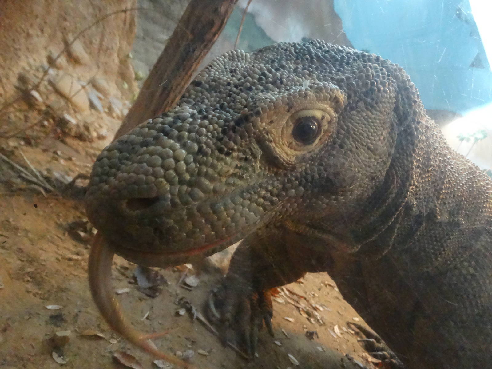 Nov. 2015 - Dragons! - Hudo