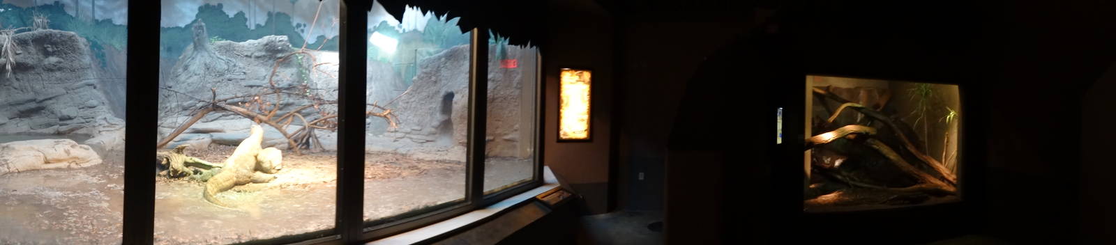 Nov. 2015 - Dragons! - Komodo Dragon + Crocodile Monitor Exhibits