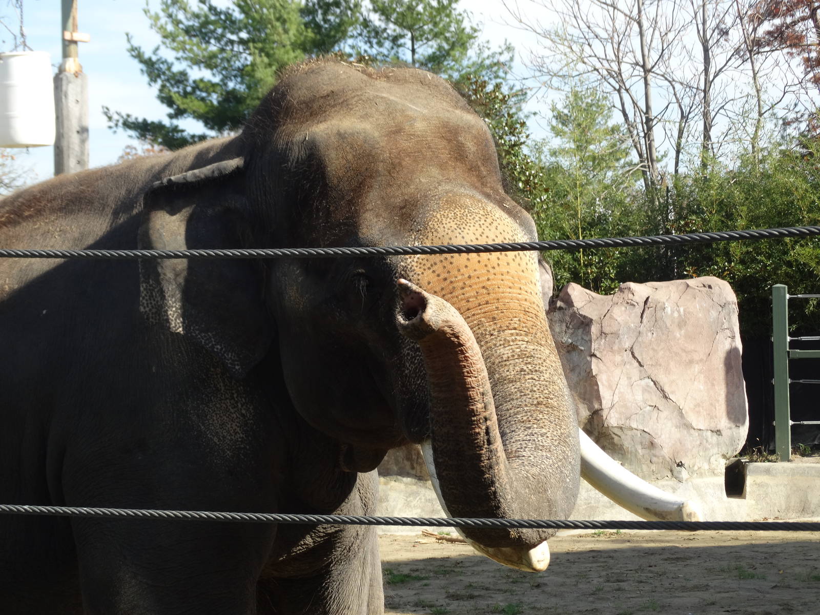 Nov. 2015 - Elephant Reserve - Good Photo Ruined