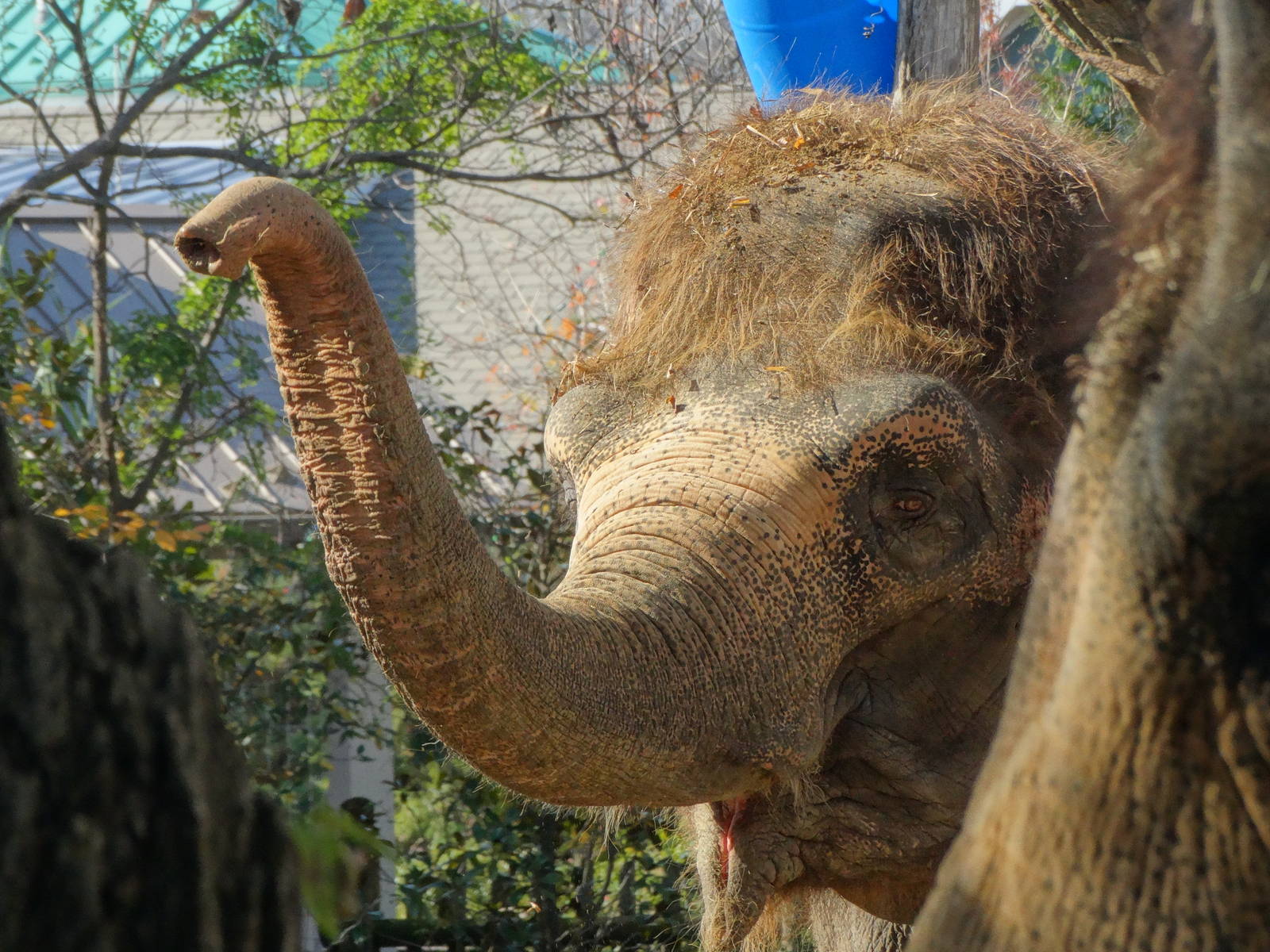 Nov. 2015 - Elephant Reserve - Jati