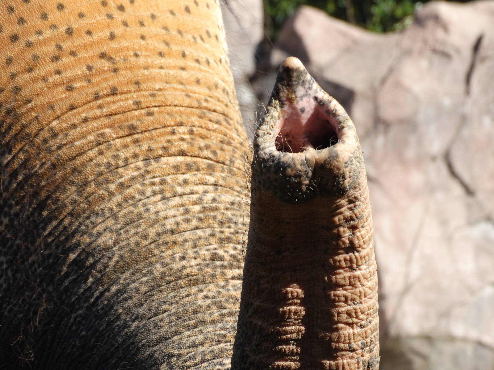 Nov. 2015 - Elephant Reserve - Sabu