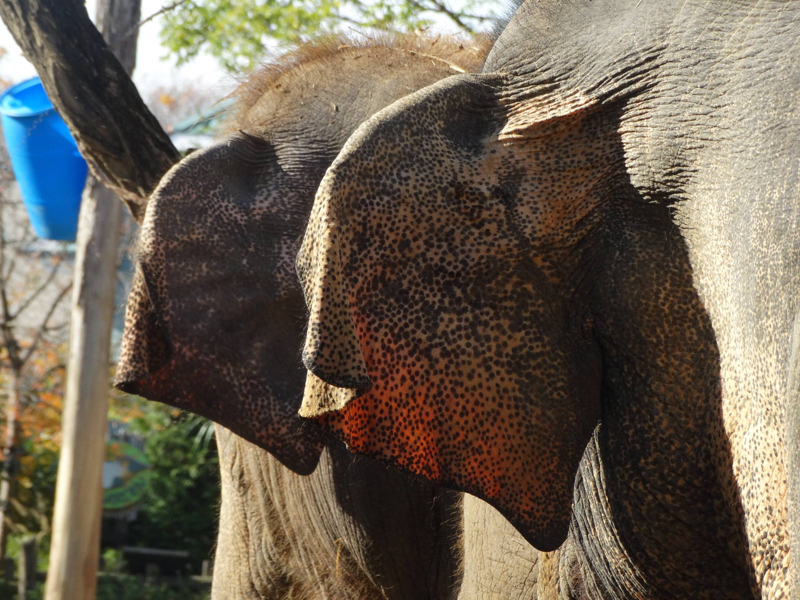 Nov. 2015 - Elephant Reserve - Schottzie + Jati