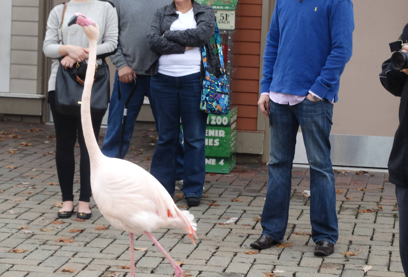 Nov. 2015 - Flamingo Walk