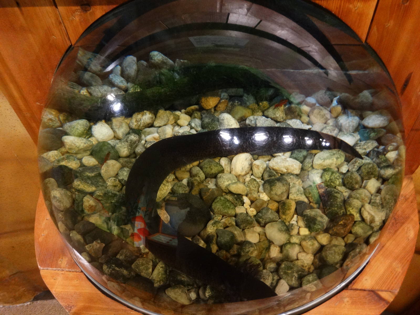 Nov. 2015 - Frog Bog - Greater Siren Tank