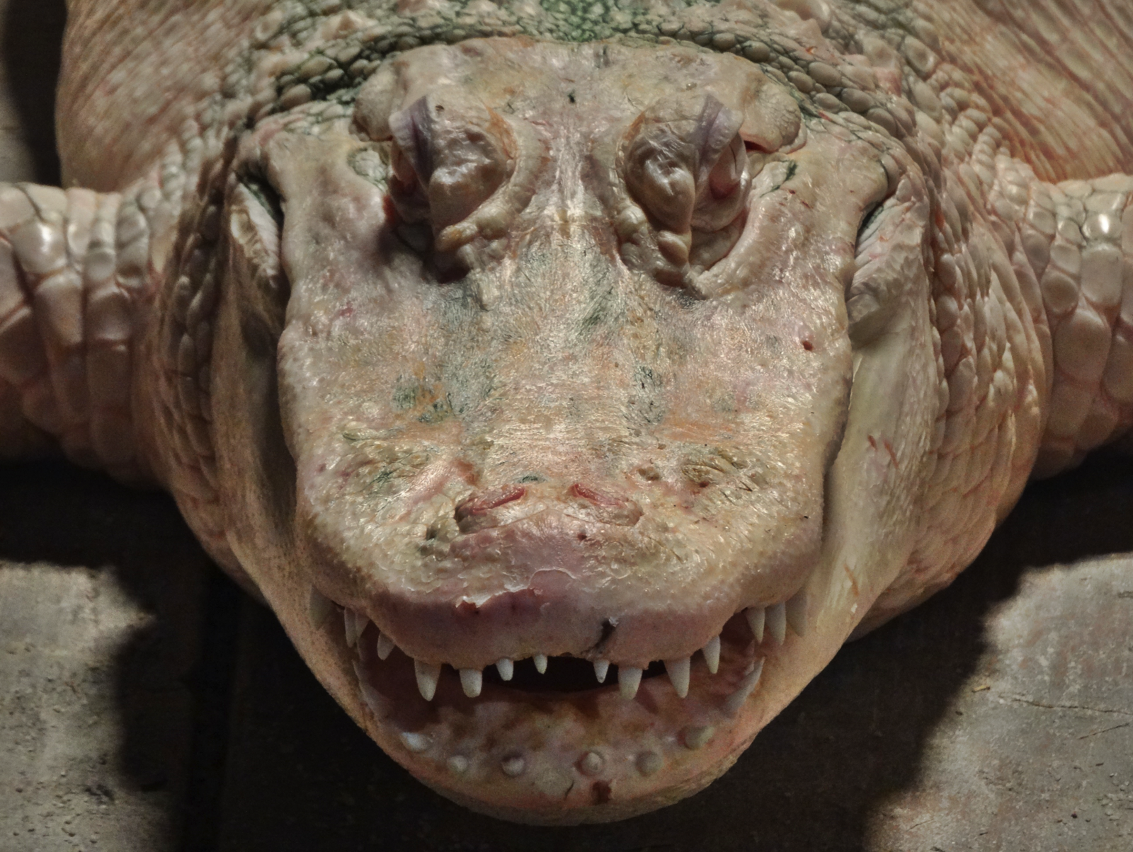 Nov. 2015 - Gator Alley - Albino Alligator