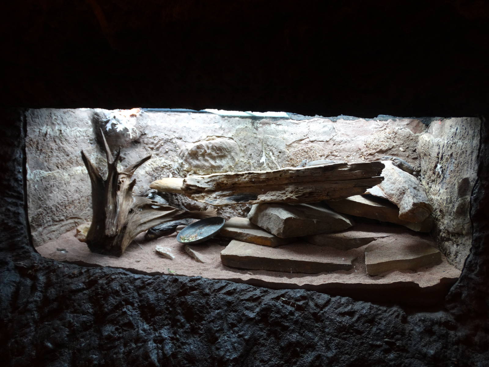 Nov. 2015 - Gator Alley - Chuckwalla Exhibit