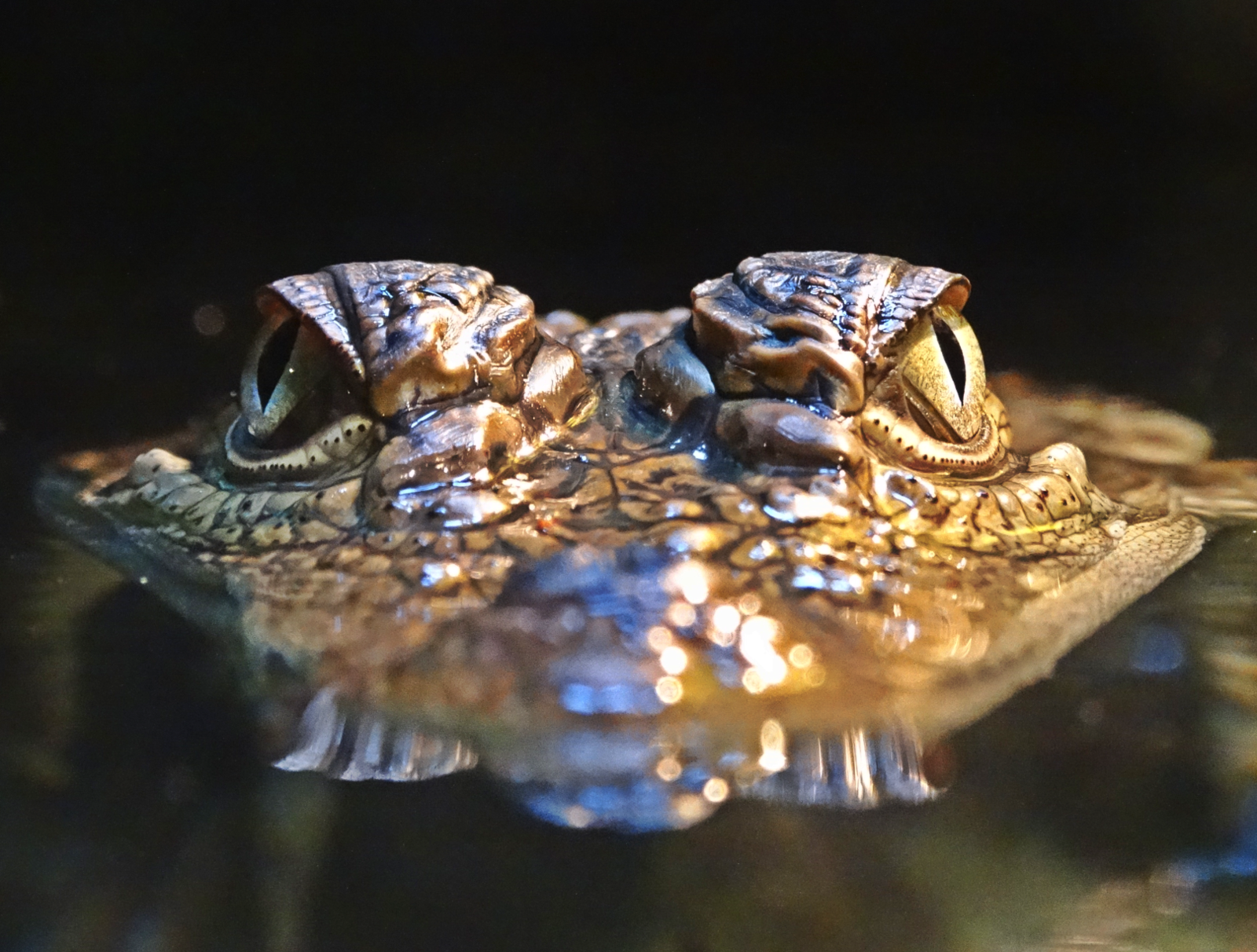 Nov. 2015 - Gator Alley - Mugger Crocodile