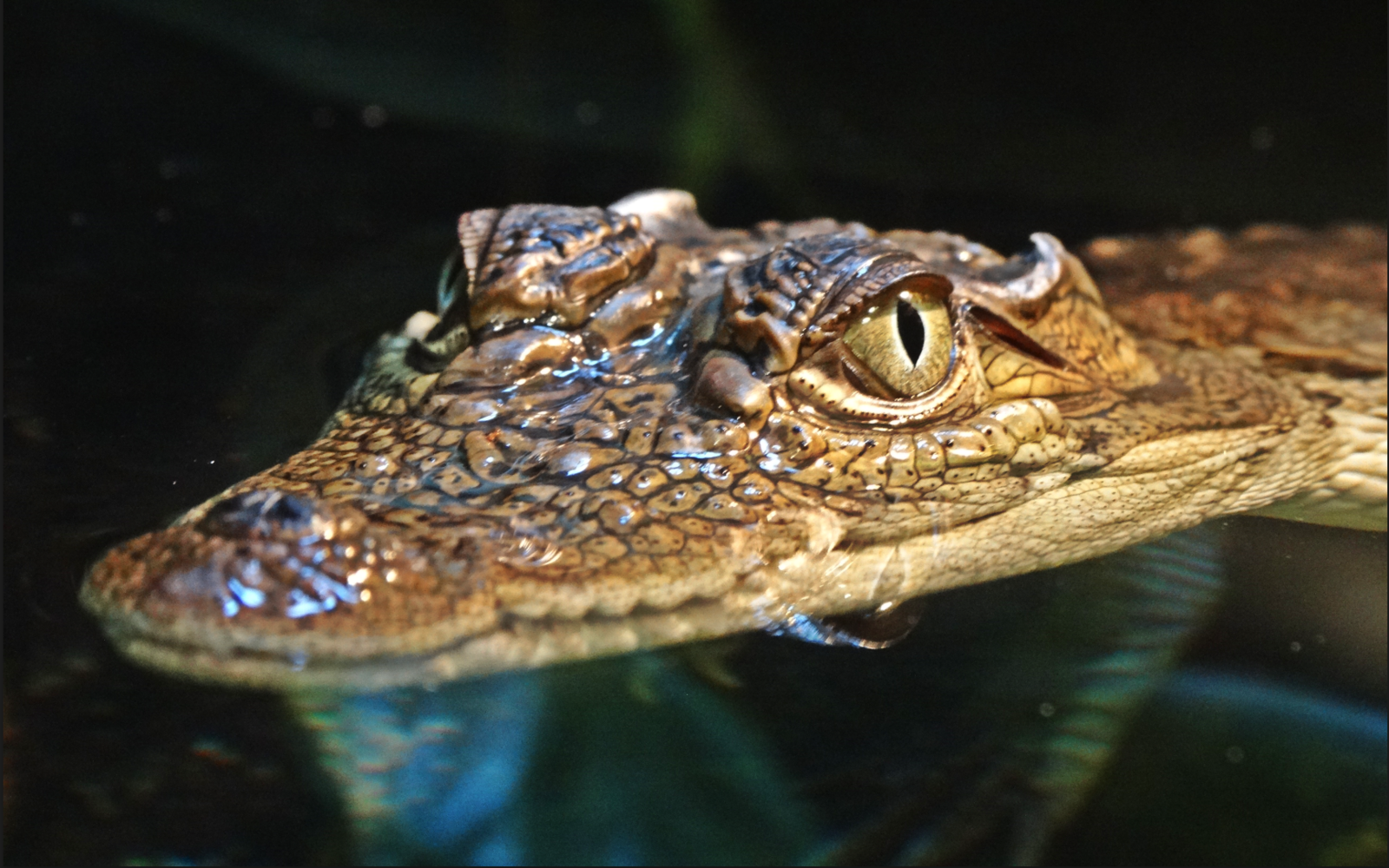 Nov. 2015 - Gator Alley - Mugger Crocodile