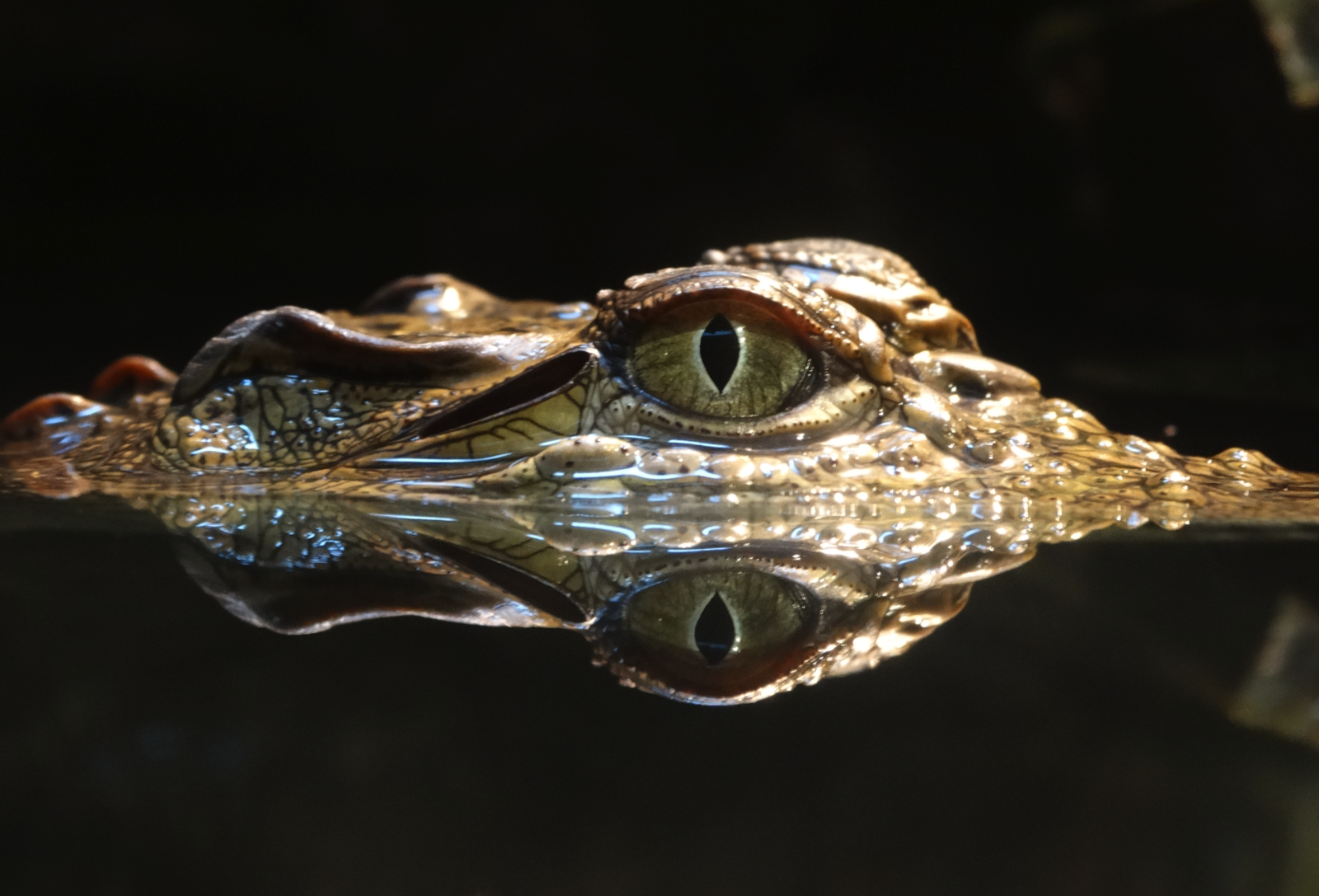 Nov. 2015 - Gator Alley - Mugger Crocodile