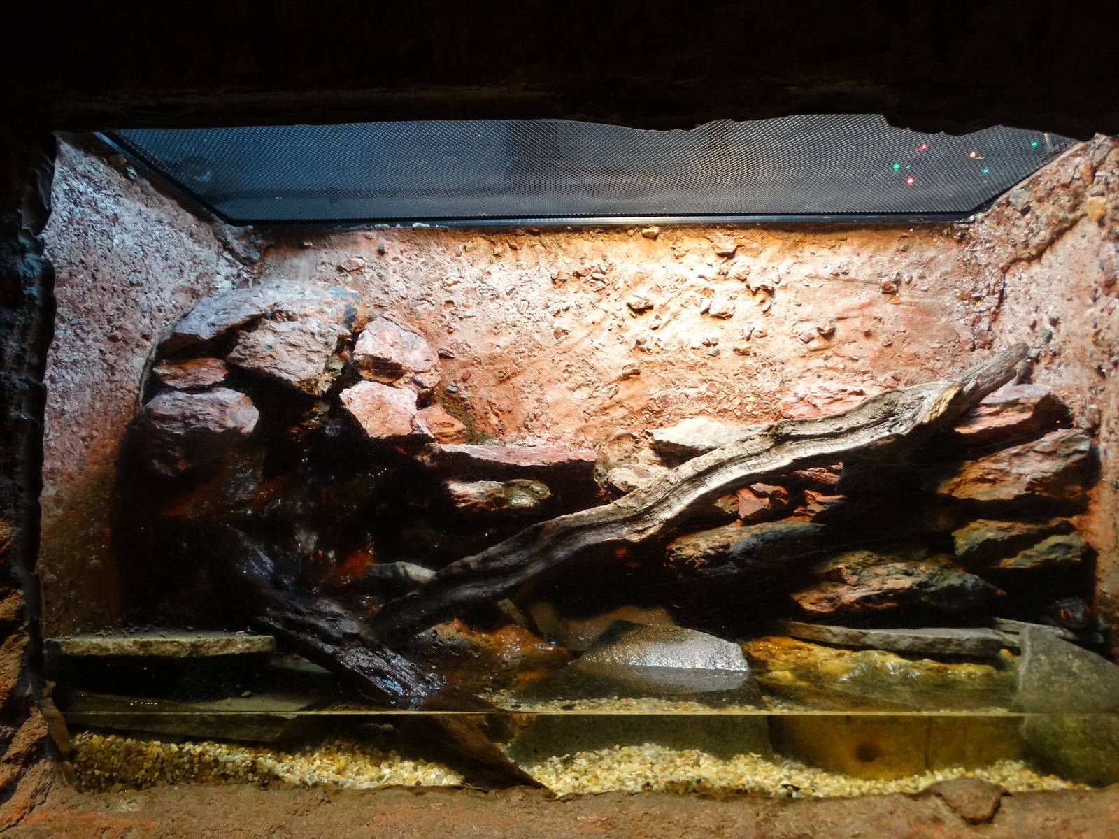 Nov. 2015 - Gator Alley - Red-eyed Crocodile Skink Exhibit
