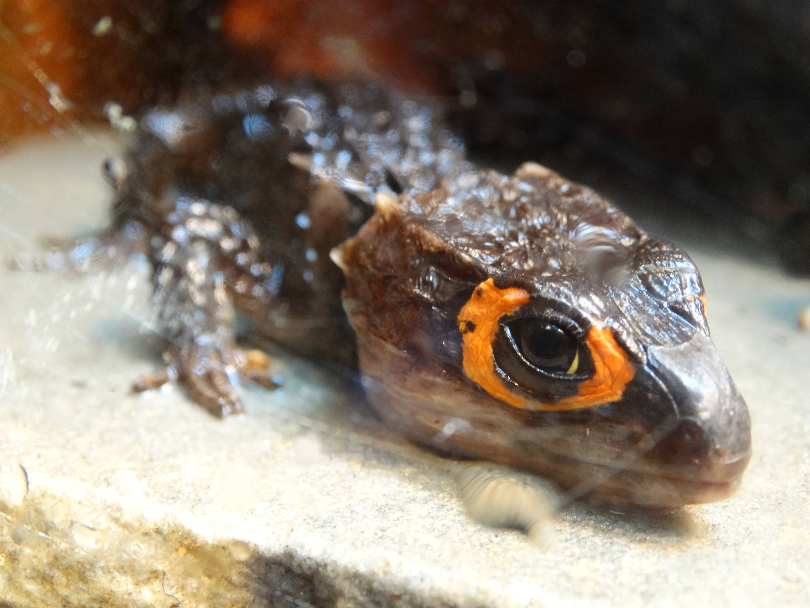 Nov. 2015 - Gator Alley - Red-eyed Crocodile Skink (New Species)