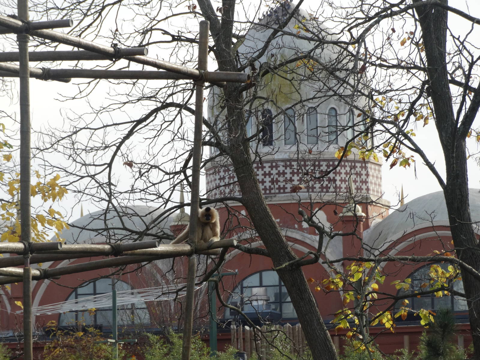 Nov. 2015 - Gibbon Islands - Buff-cheeked Gibbon