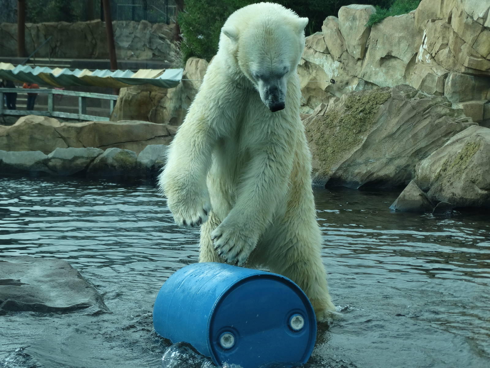 Nov. 2015 - Glacier Run - Inuk