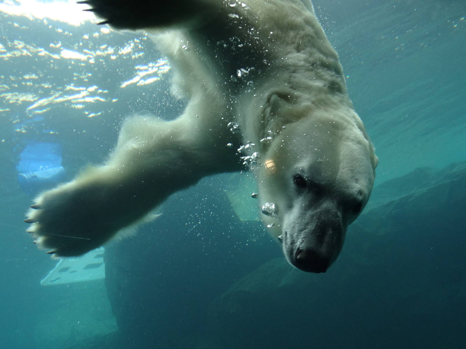 Nov. 2015 - Glacier Run - Siku