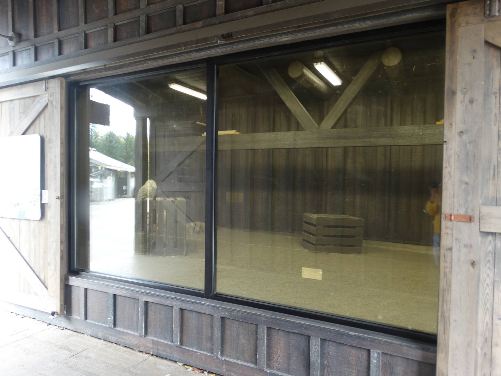 Nov. 2015 - Glacier Run - Snowy Owl Exhibit