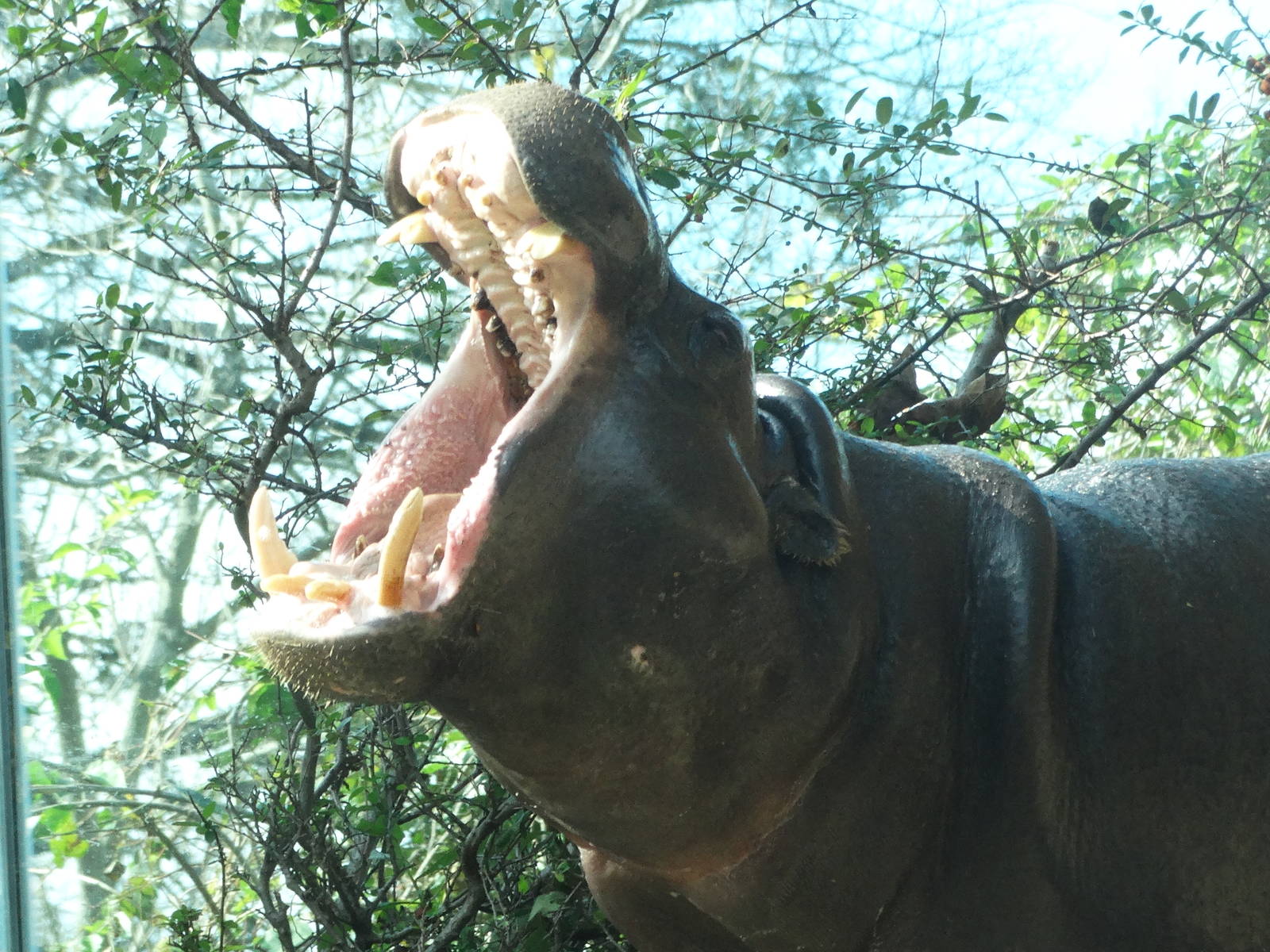 Nov. 2015 - Gorilla Forest - Hippo Falls - Hope's Yawn