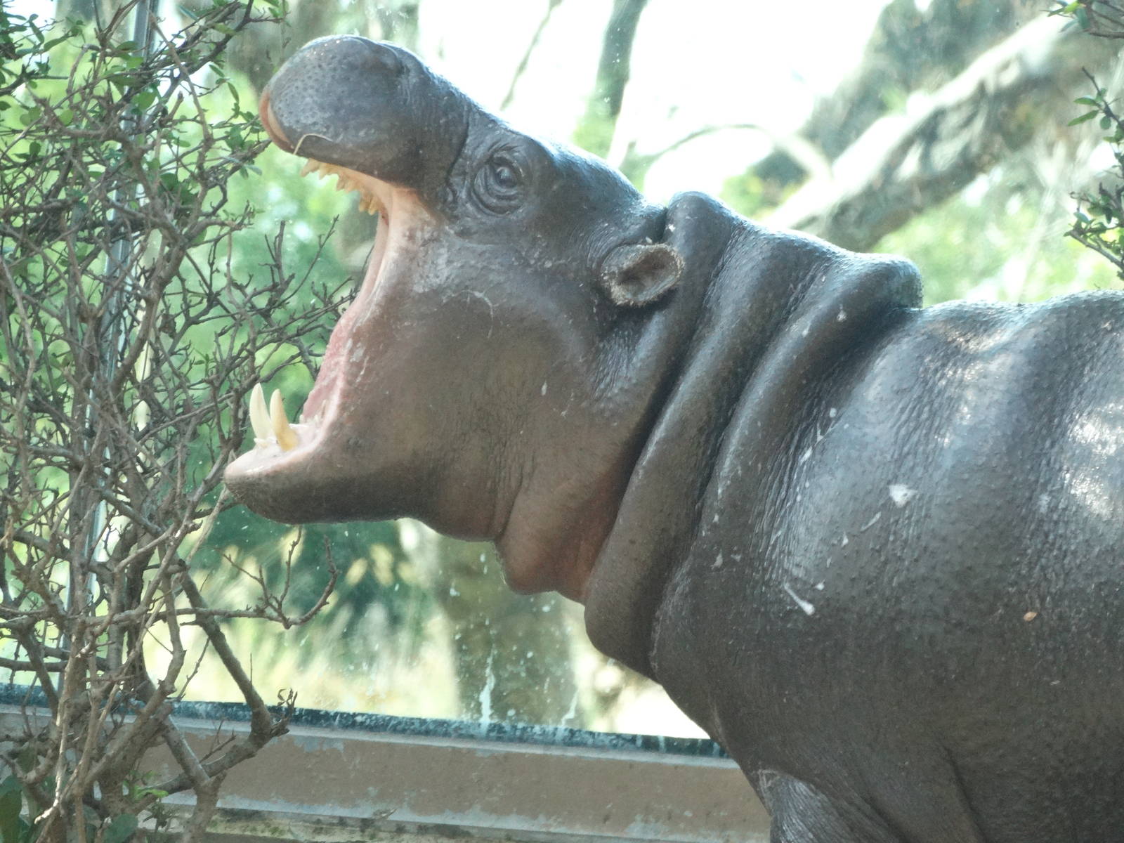 Nov. 2015 - Gorilla Forest - Hippo Falls - Jahari's Yawn