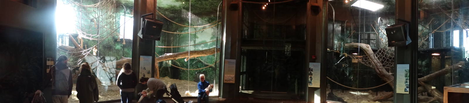 Nov. 2015 - Gorilla Forest - Indoor Gorilla Rotational Exhibits - Panorama