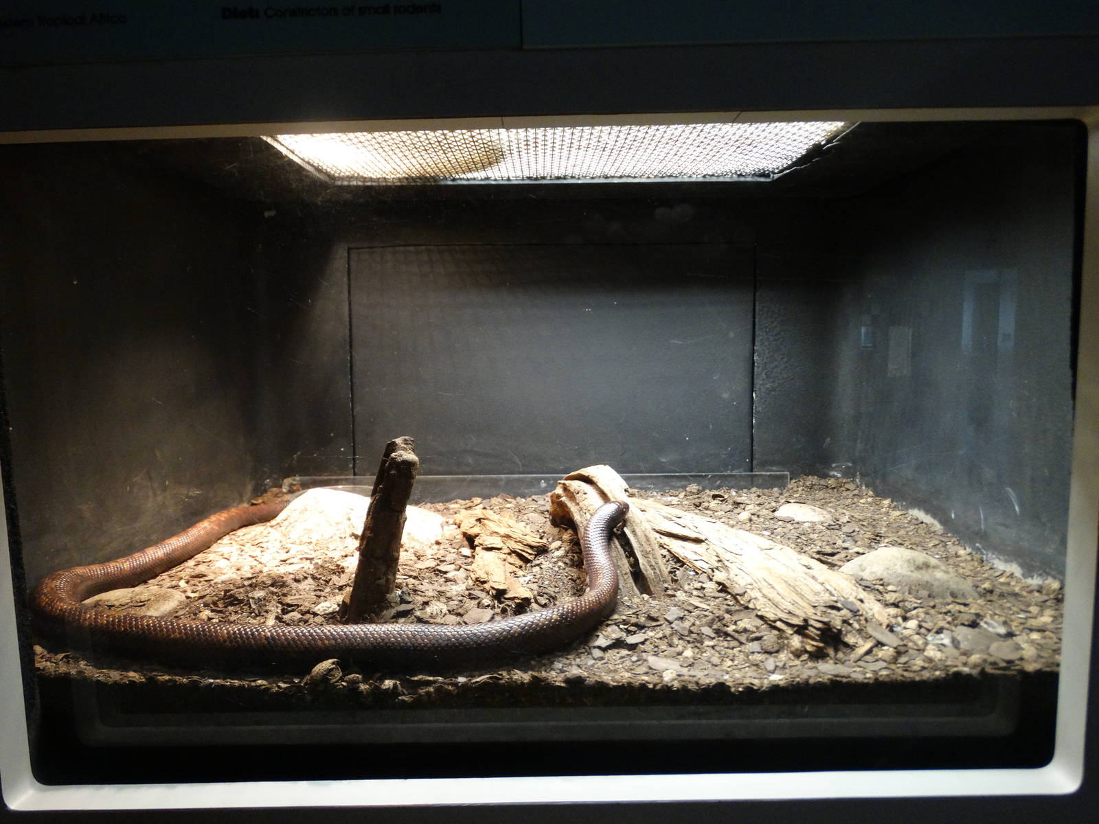 Nov. 2015 - HerpAquarium - Calabar Serpent Exhibit