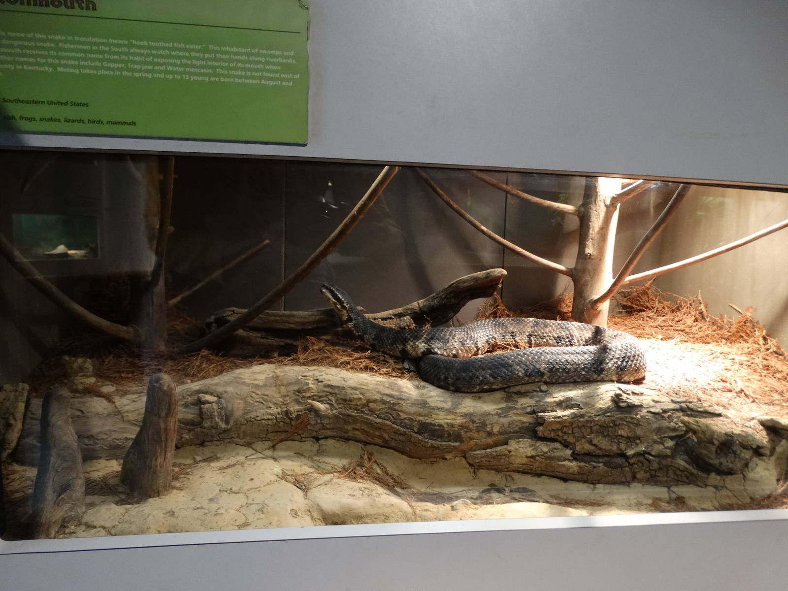 Nov. 2015 - HerpAquarium - Cottonmouth Exhibit
