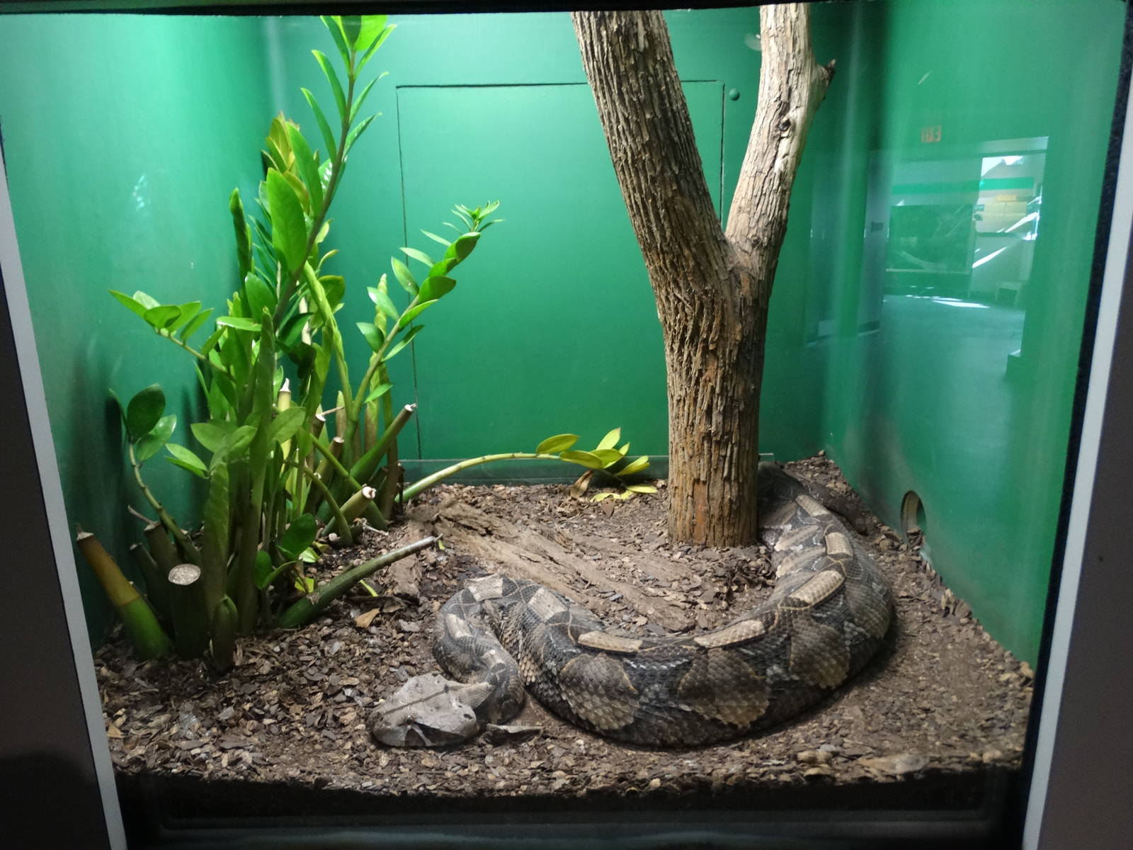 Nov. 2015 - HerpAquarium - Gaboon Viper
