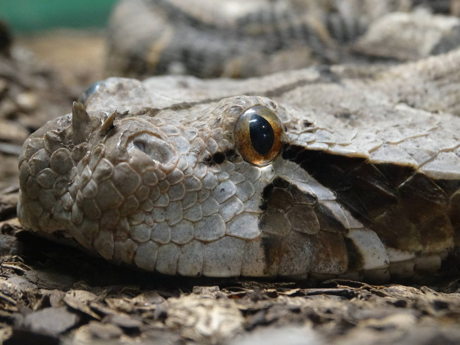 Nov. 2015 - HerpAquarium - Gaboon Viper