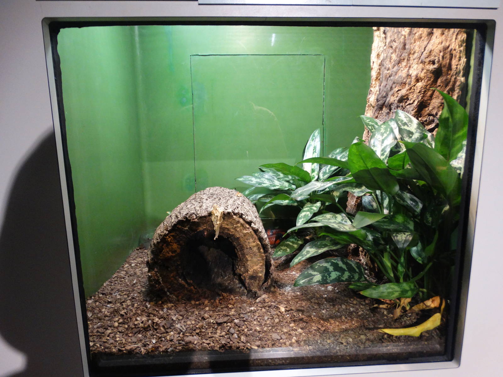 Nov. 2015 - HerpAquarium - Honduran Milksnake Exhibit