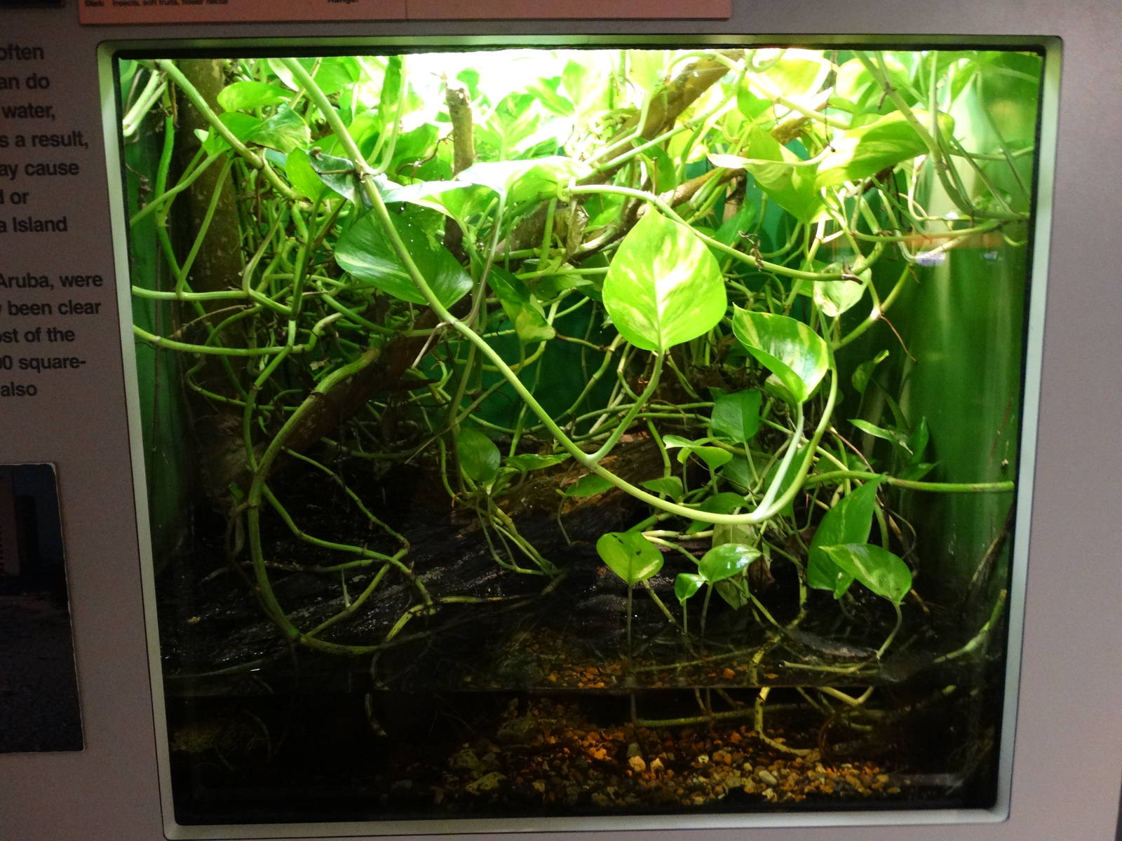 Nov. 2015 - HerpAquarium - Madagascar Giant Day Gecko Exhibit