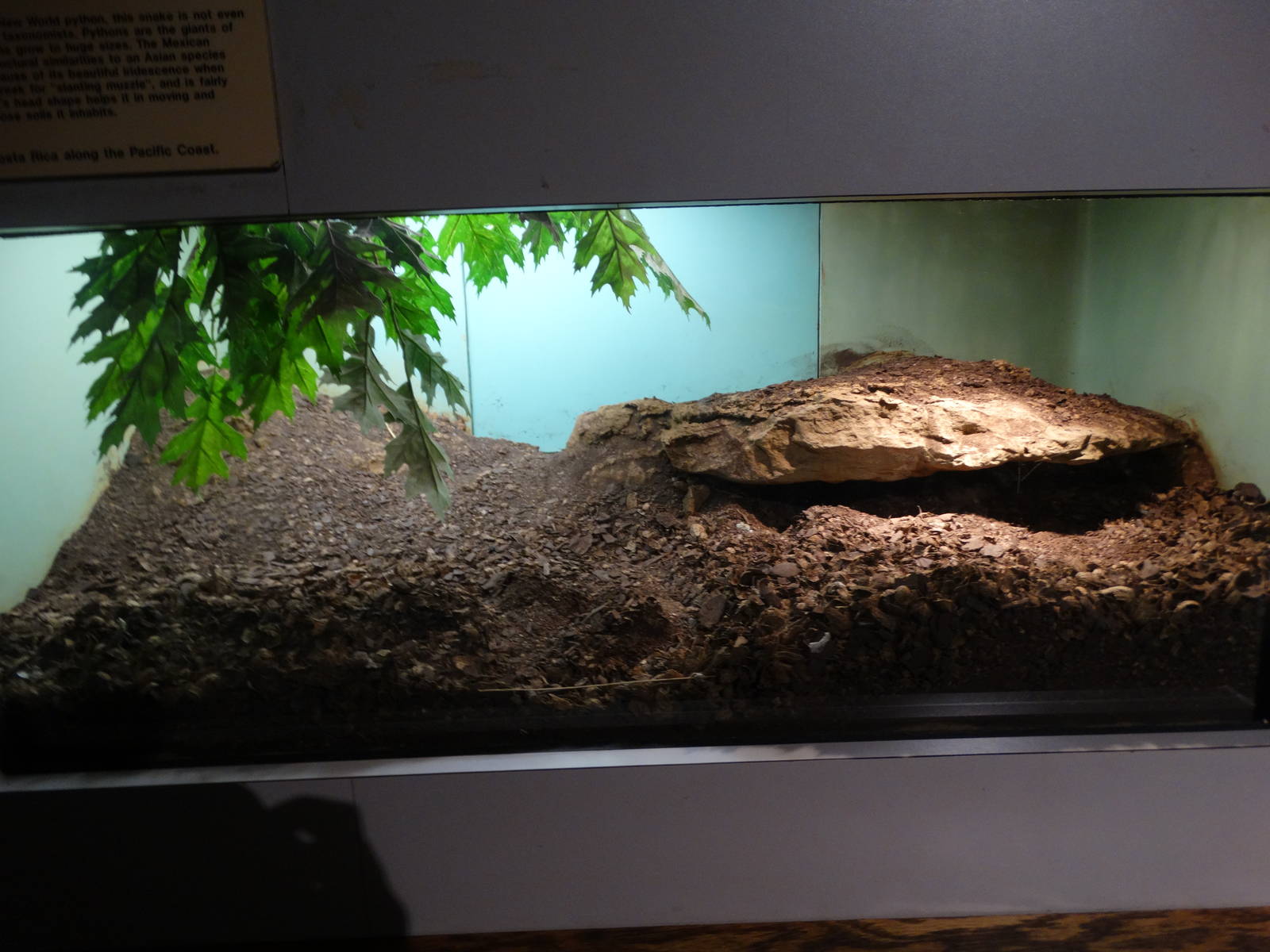 Nov. 2015 - HerpAquarium - Mexican Burrowing Python Exhibit