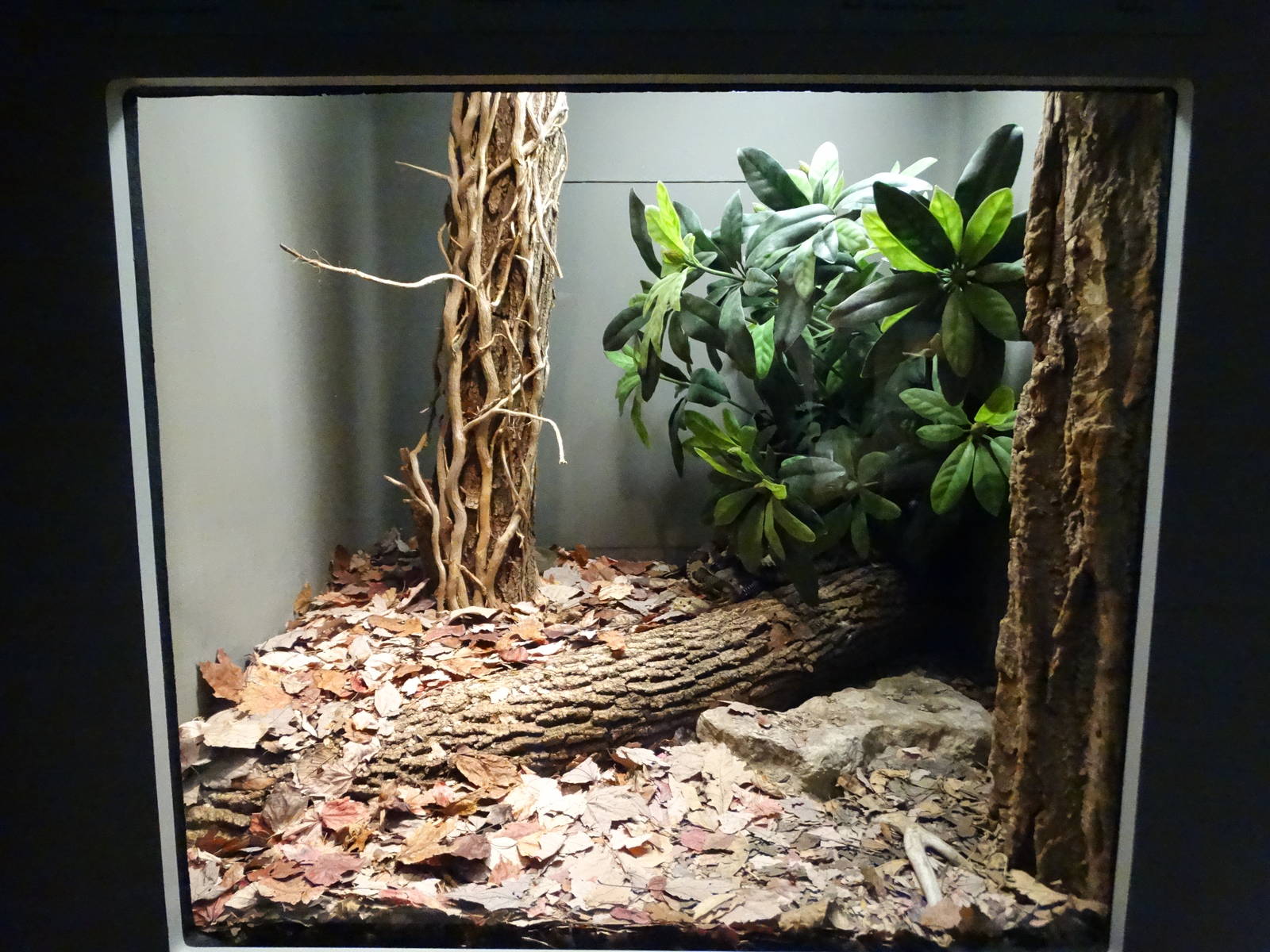 Nov. 2015 - HerpAquarium - Northern Copperhead + Timber Rattlesnake Exhibit