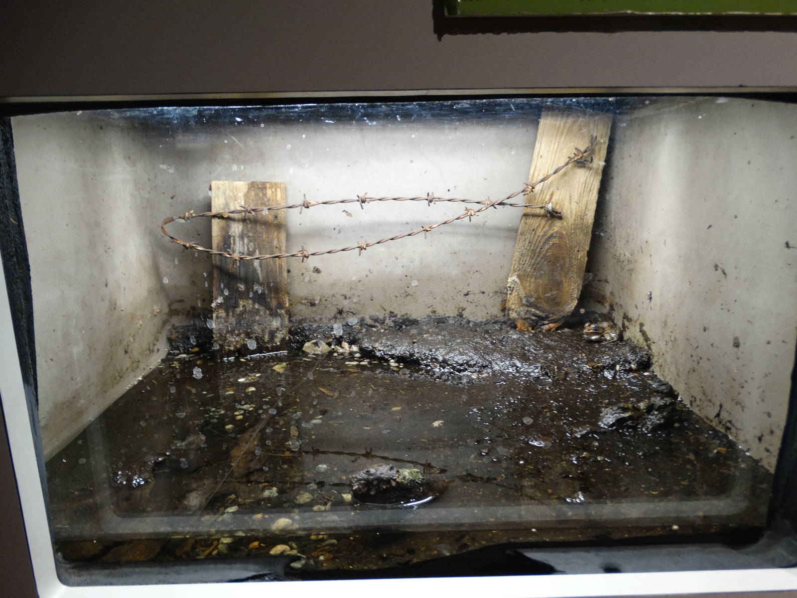 Nov. 2015 - HerpAquarium - Northern Leopard Frog Exhibit