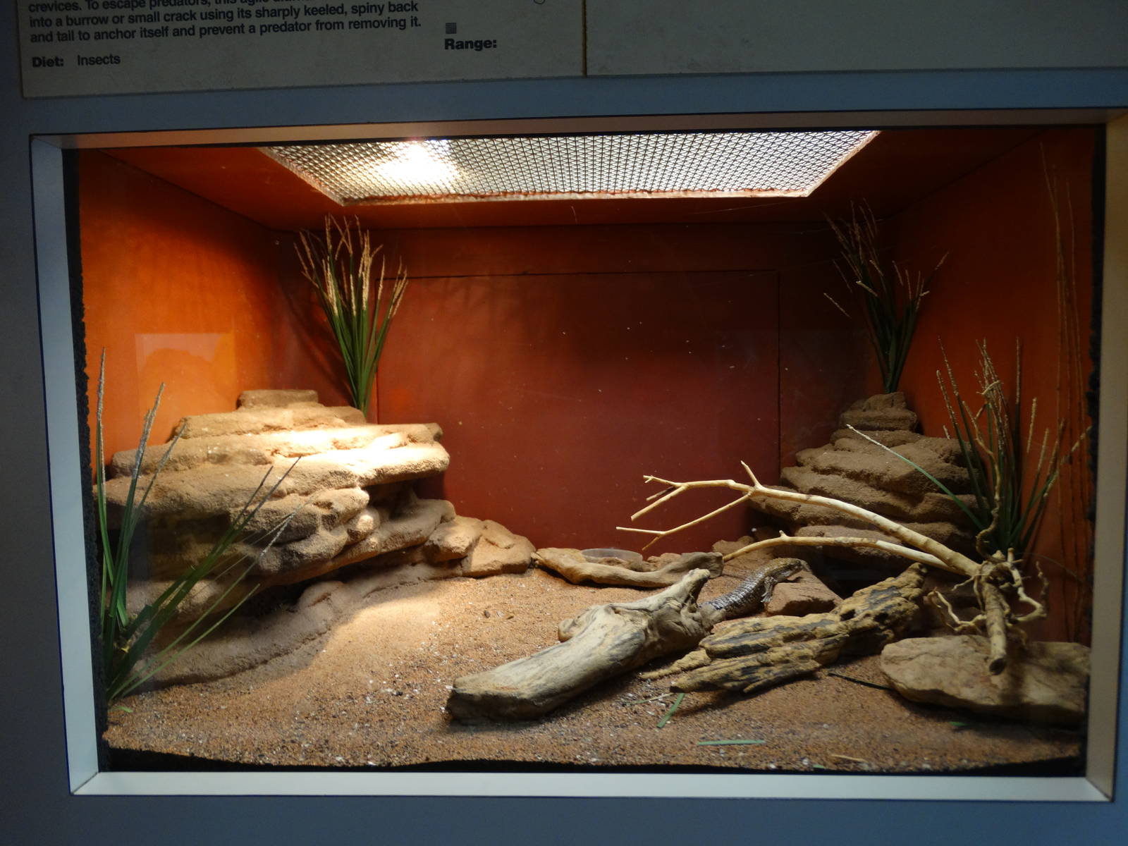 Nov. 2015 - HerpAquarium - Pygmy Spiny-tailed Skink Exhibit