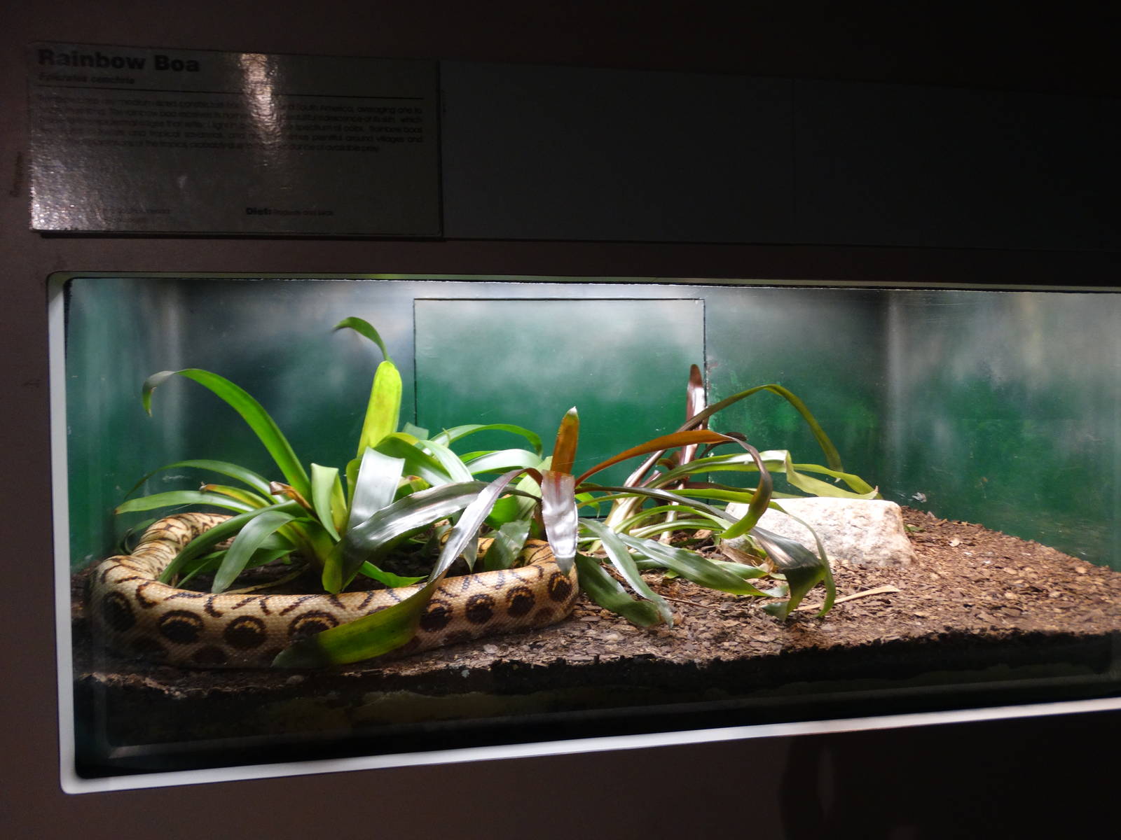 Nov. 2015 - HerpAquarium - Rainbow Boa Exhibit