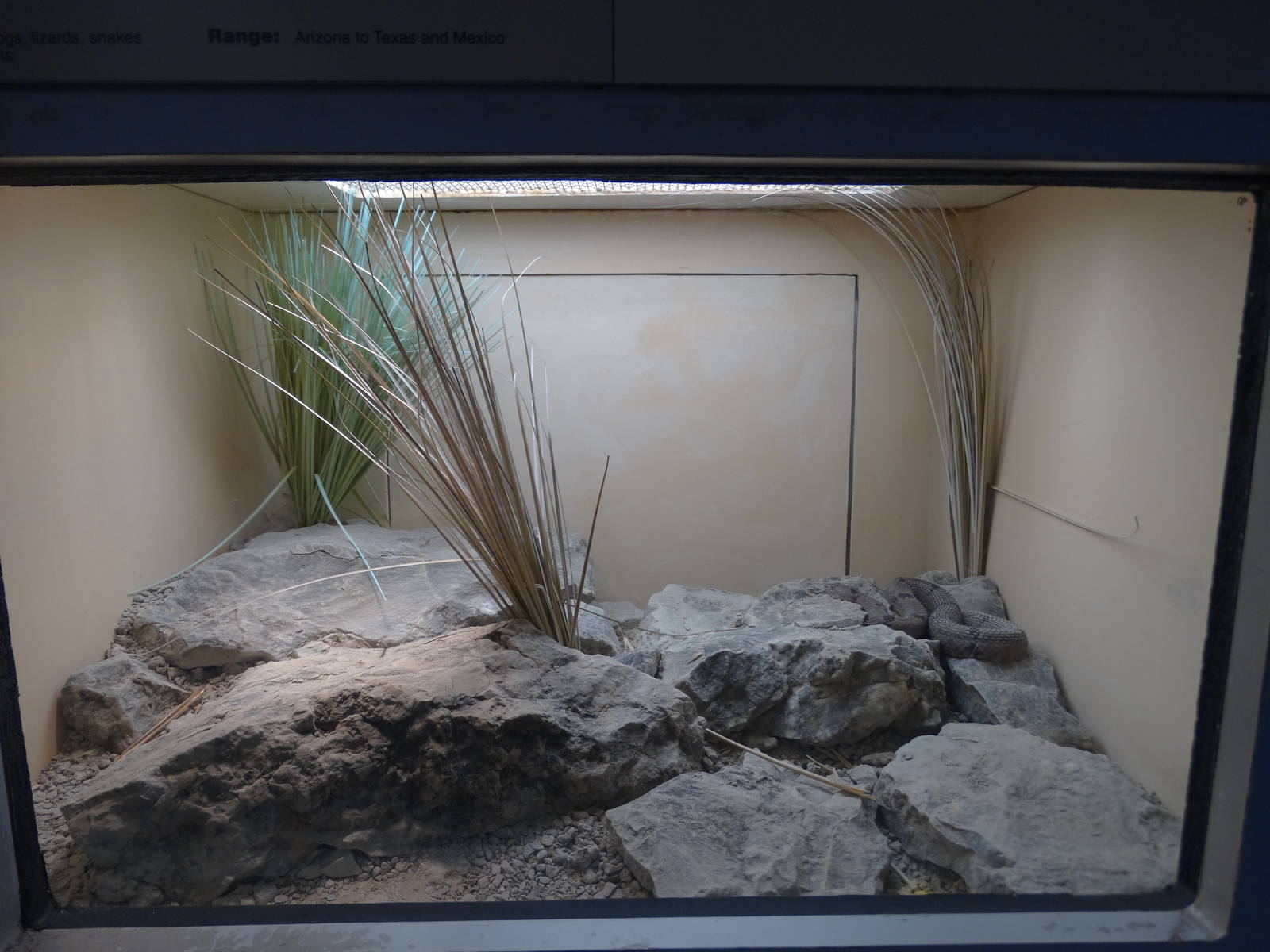 Nov. 2015 - HerpAquarium - Rock Rattlesnake Exhibit