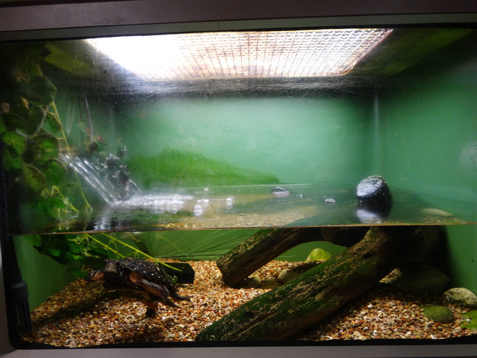 Nov. 2015 - HerpAquarium - Spotted Turtle Exhibit