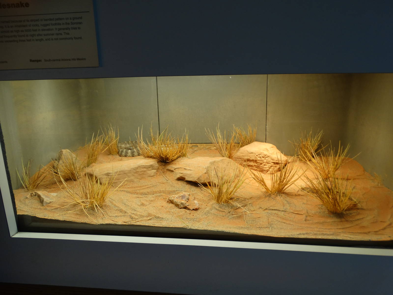 Nov. 2015 - HerpAquarium - Tiger Rattlesnake Exhibit