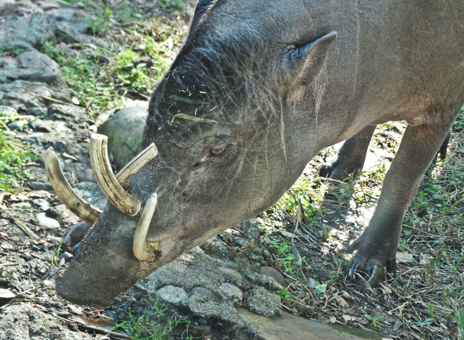 Nov. 2015 - Islands - Babirusa