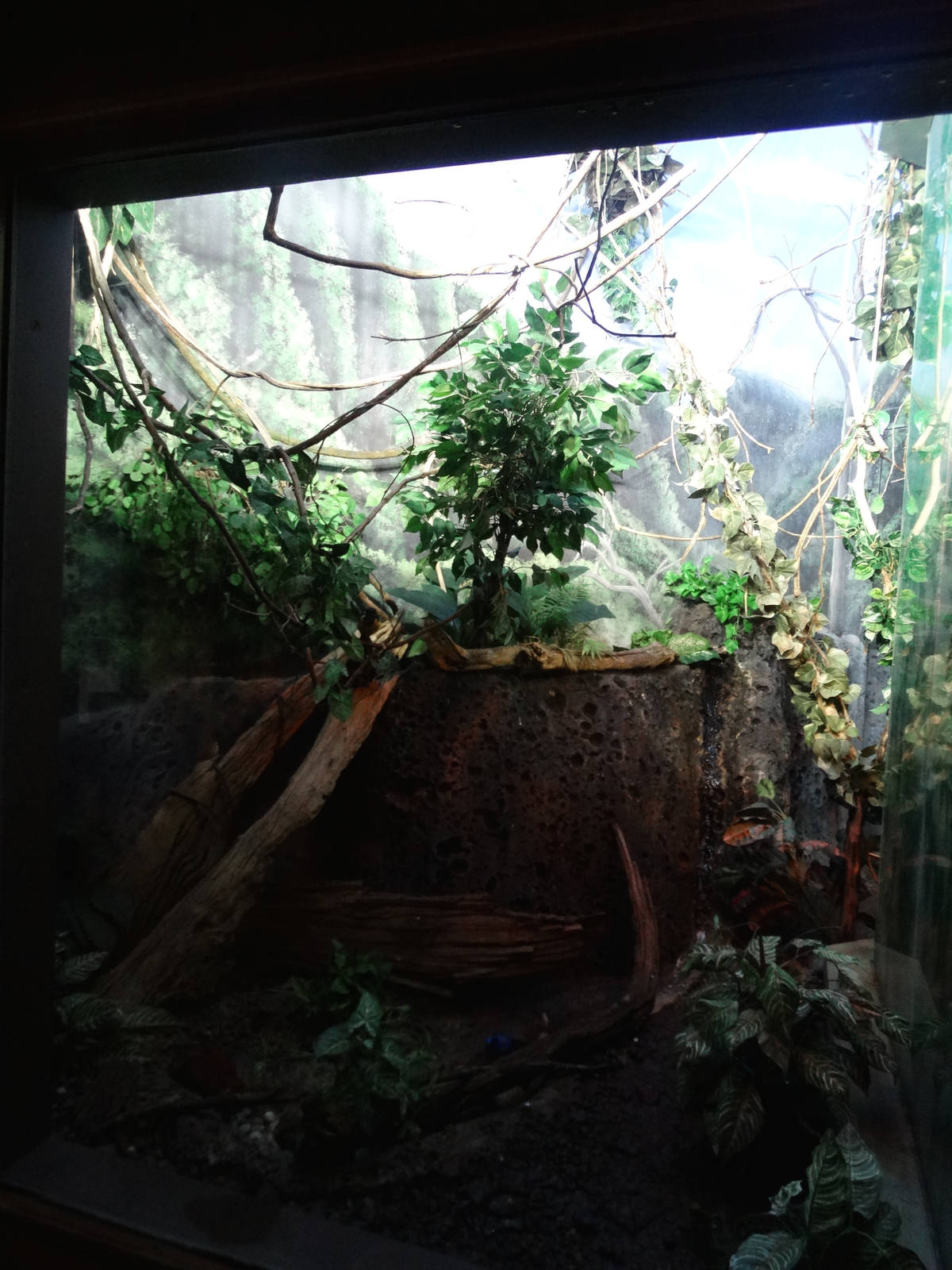 Nov. 2015 - Islands Pavilion - Birds of the Tropical Pacific and Indian Oce