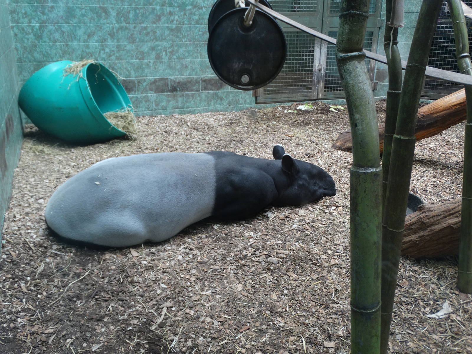 Nov. 2015 - Islands Pavilion - Chip in the Dayroom