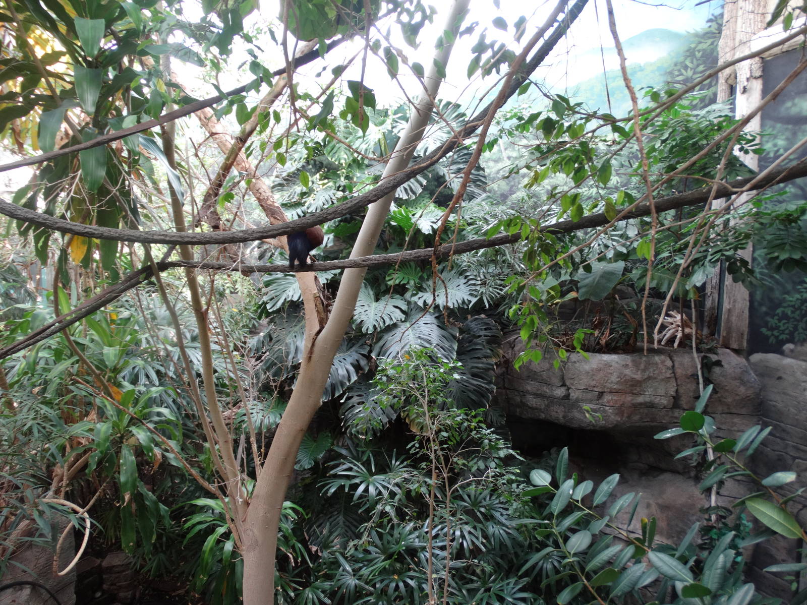 Nov. 2015 - Islands Pavilion - Forest Bird Trail Walkthrough Exhibit (12 Sp