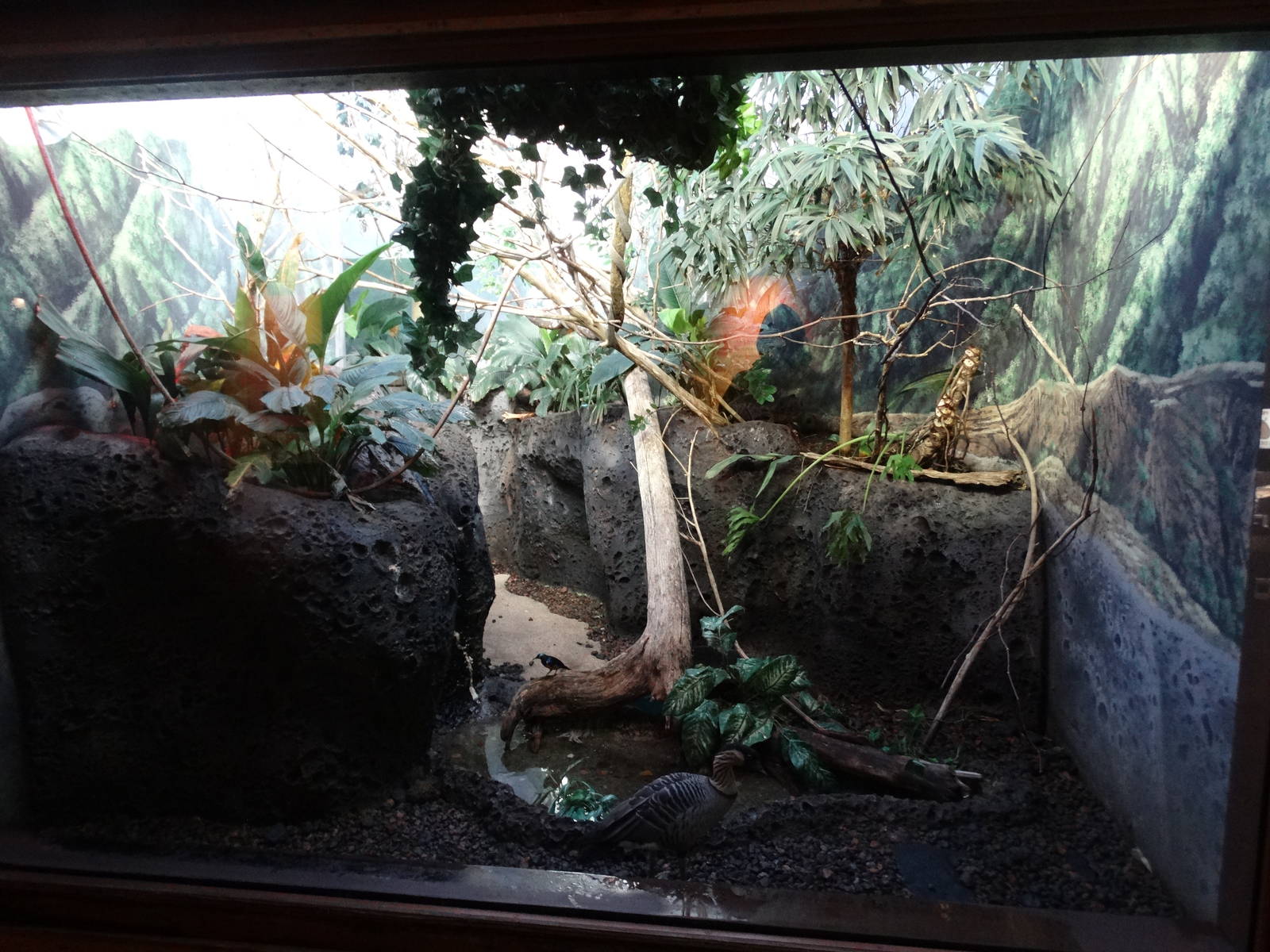 Nov. 2015 - Islands Pavilion - Island Birds of the World Exhibit (5 Species