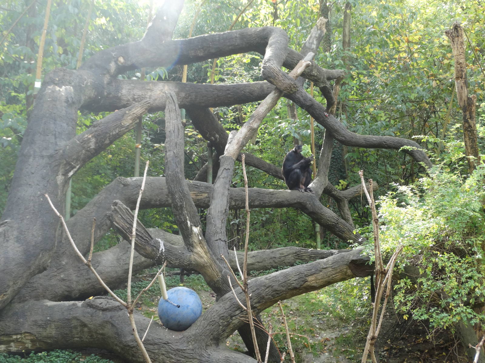 Nov. 2015 - Jungle Trails - Bonobo Exhibit