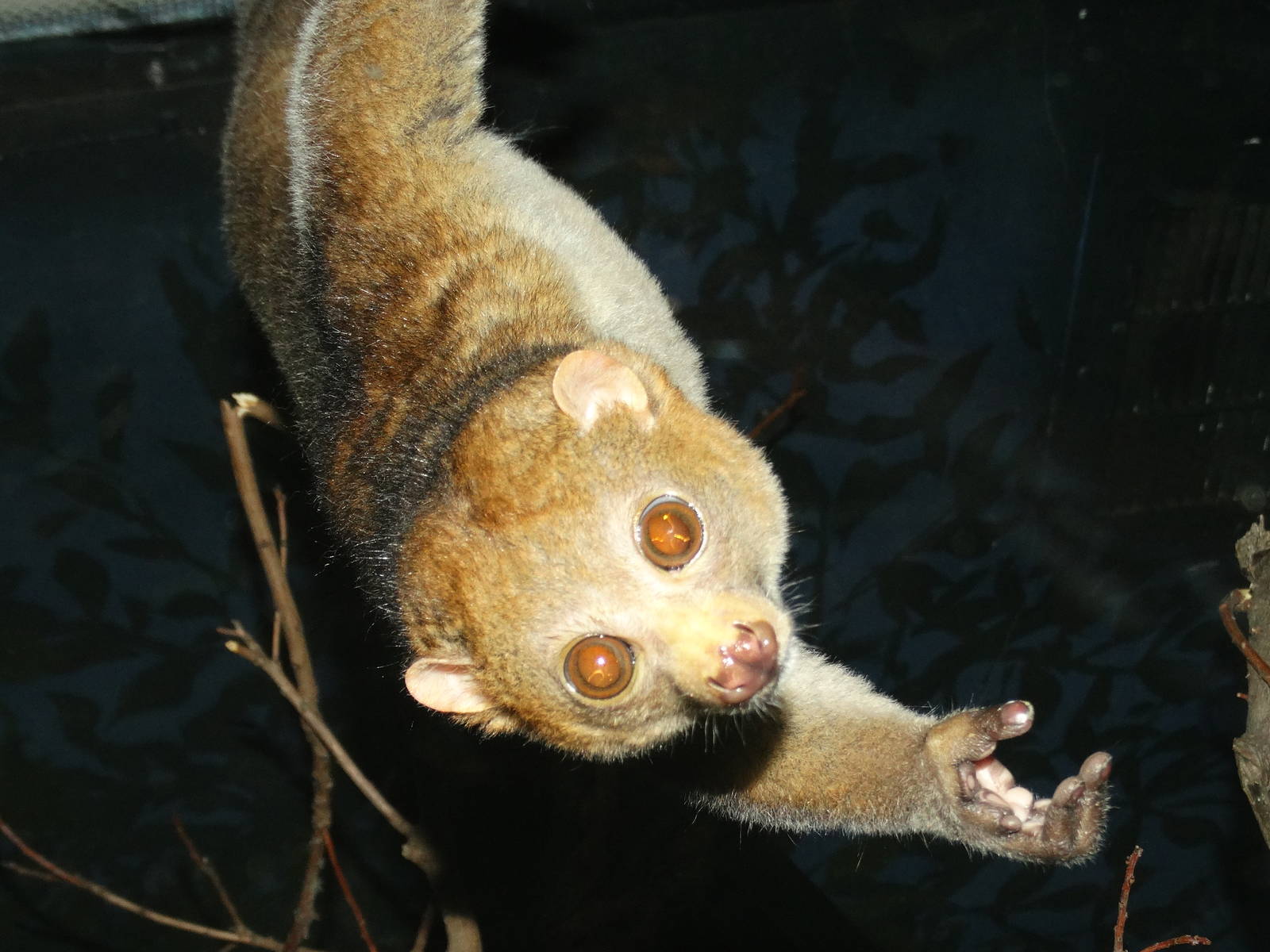 Nov. 2015 - Jungle Trails - Potto