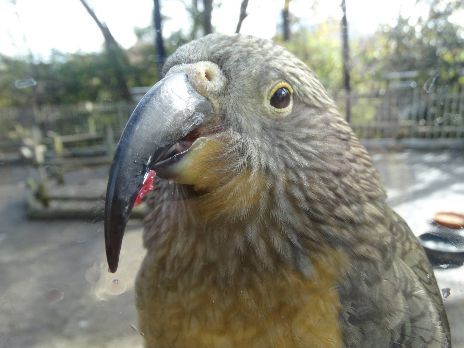 Nov. 2015 - Kea Encounter - Kea