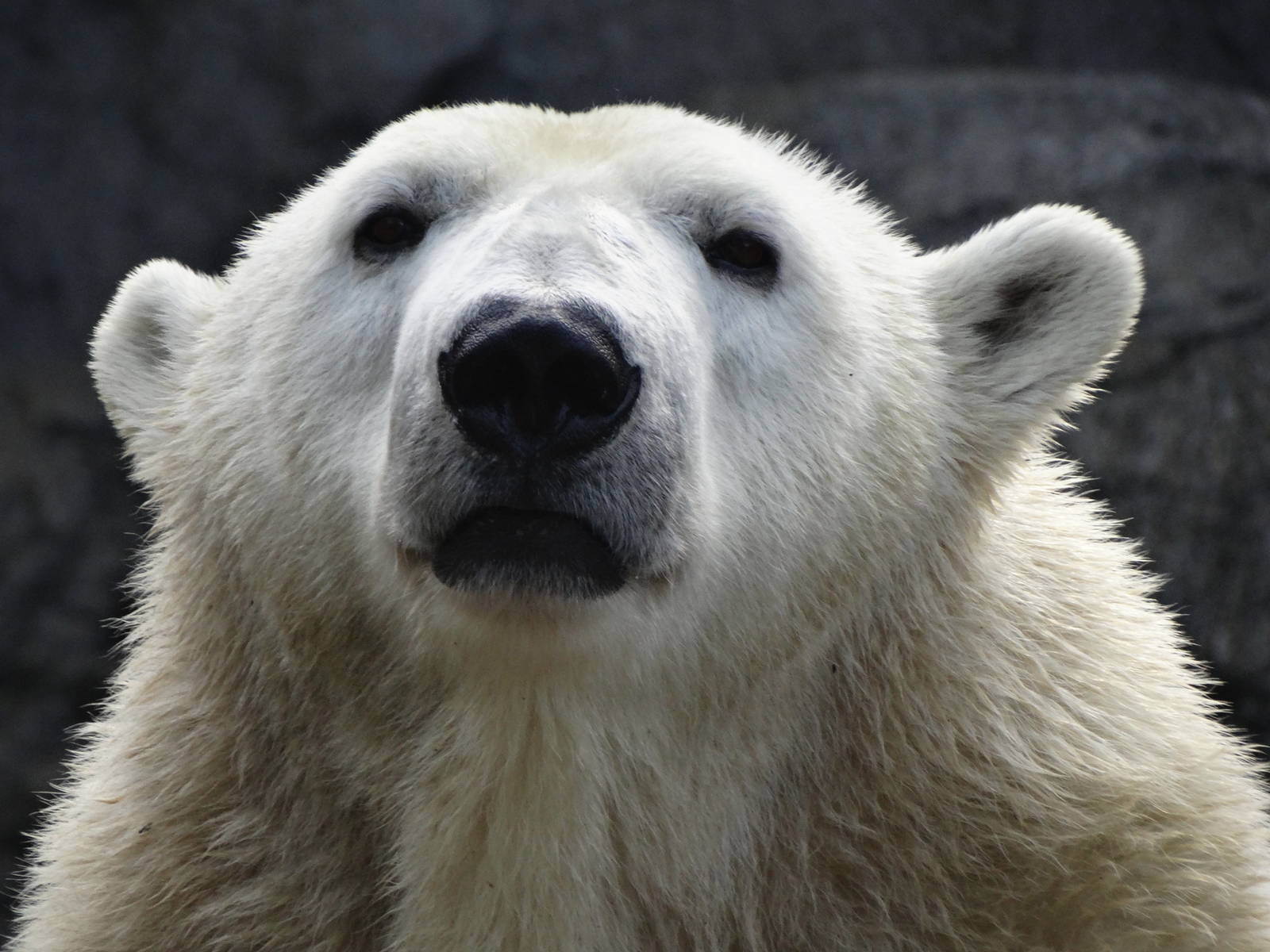 Nov. 2015 - Lords of the Arctic - Berit