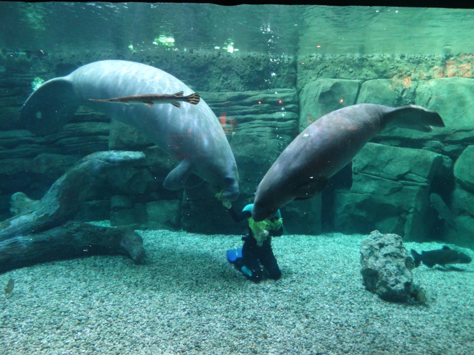 Nov. 2015 - Manatee Springs - Betsy + BamBam Feeding