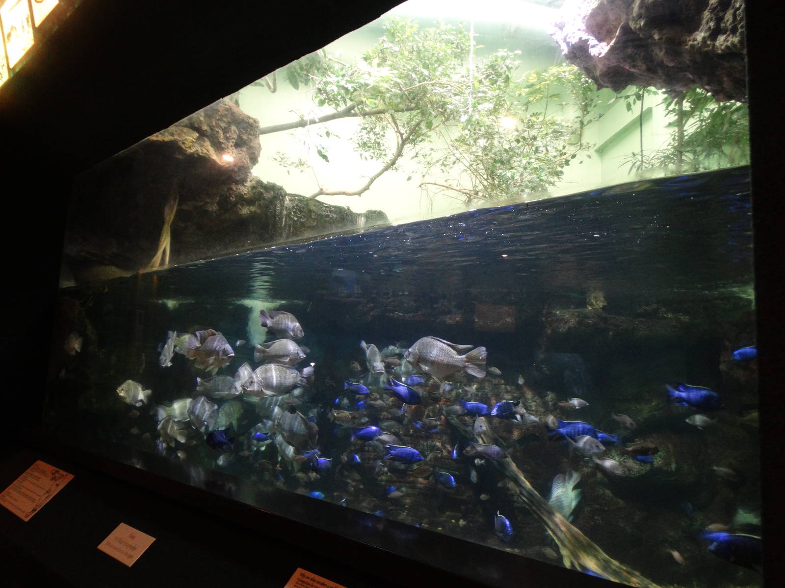 Nov. 2015 - Manatee Springs - Invasive Aliens Tank